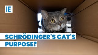 What does Schrödingers Cat explain to us [upl. by Anomor]