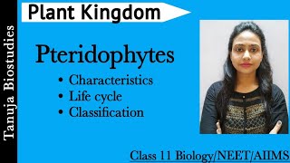 Plant Kingdom  Pteridophytes  General Characteristics and Life cycle Class 11 BiologyNEETAIIMS [upl. by Amilah]