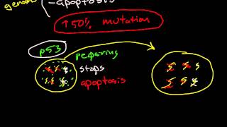 Oncogenes and Tumor Suppressor Genes [upl. by Rudin]