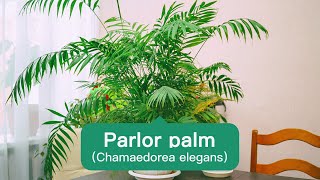 Vitality good fortuneParlor Palm [upl. by Clementius]