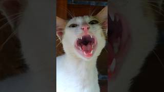 Long and loud cat meow sound to attract cats and to prank dogs [upl. by Bose]