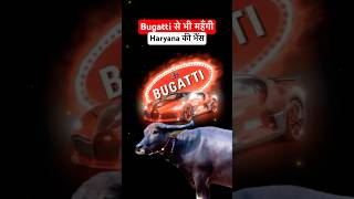 Bugatti Veyron is cheaper than Buffalo in Haryana manishbhardwaj bugattifans viralnews shorts [upl. by Ainwat]