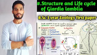 Body structure and Life of Giardia lamblia  Life cycle of Giardia lamblia BSc 3 year Zoology [upl. by Llerref]