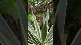 Agave angustifolia var marginata [upl. by Lerraj]