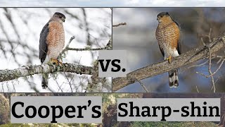 Cooper’s Hawk vs Sharpshinned Hawk  Bird Comparison [upl. by Namharludba815]