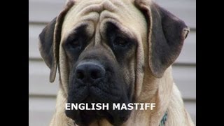 ENGLISH MASTIFF  Owning amp Training an English Mastiff [upl. by Anyak]