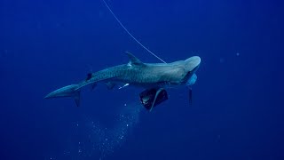 The Truth About Sharks My Opinion  Spearfishing With Sharks [upl. by Guenevere]