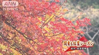 ブナ、ミズナラが・・・那須高原のスキー場で紅葉が見頃151018 [upl. by Calvin350]