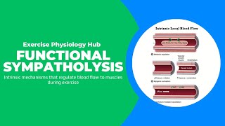 Functional sympatholysis Intrinsic and Extrinsic Control of Blood Flow [upl. by Melamie]