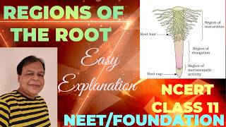 Class 11  Regions of Root  Morphology of Flowering PlantsTutorial with detailed explanation [upl. by Bundy899]