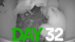 Day 32 Barn Owls 2024 [upl. by Jaymie369]