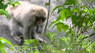 Japanese Monkeys Eat Kudzu Vine ニホンザル群れがクズの蔓を採食 [upl. by Atinev]