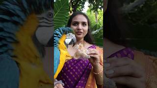 Macaw Parrot Eats Puthareku Sweet [upl. by Ferdy258]