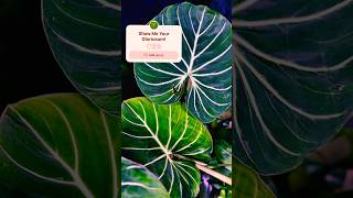 Philodendron Gloriosum plantspam shortschannel plantshorts houseplants shortspage philodendron [upl. by Sidwohl418]