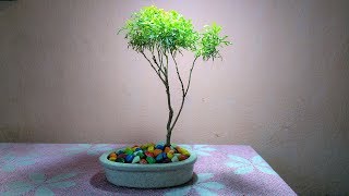 Aralia Bonsai  Ming Aralia Varieties Pruning amp Styling [upl. by Welsh4]