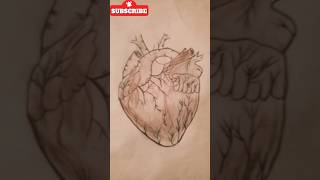 How Your Heart REALLY Works Anatomy amp Physiology [upl. by Gemoets]