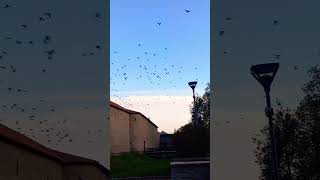 Thousands of birds in the sky nature [upl. by Pavlish]