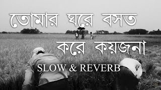 Tomar Ghore Boshot Kore Koy Jona  Rishi panda  Bangla folk song  Slow and Reverb [upl. by Yenittirb]