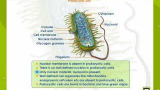 Prokaryotic And Eukaryotic Cells [upl. by Tala711]