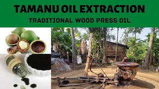 Tamanu Oil Wood Press Extraction  மரச்செக்கு புன்னை எண்ணெய்  सुल्तान चंपा तेल कच्छी घनी  పొన్న [upl. by Nissy269]