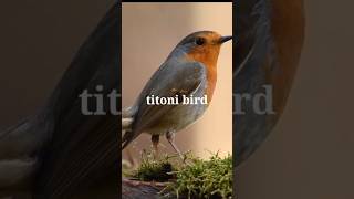 Titoni bird is very weirdMrBeast Gauravaroravlogs shorts [upl. by Eedrahs]