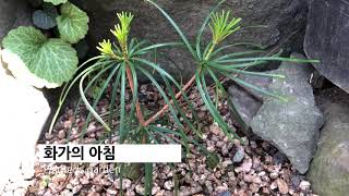 금송 金松 Sciadopitys verticillata Sciadopityaceae [upl. by Hadsall]