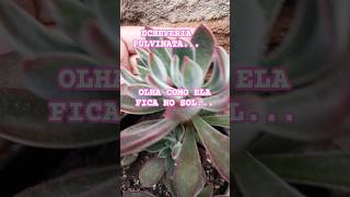 ECHEVERIA PULVINATA O SOL NA SUCULENTA suculentas [upl. by Retsim]