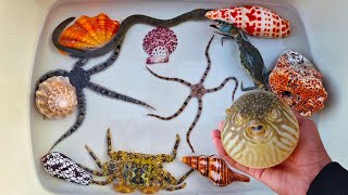 WOW FUN Finding Hermit crab and Sea Crab Snail Shell Starfish Sea Fish Pufferfish Sea Urchin [upl. by Reisfield69]