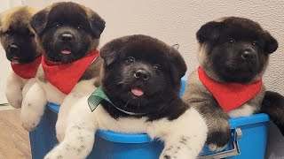 Today I groomed bear cubs  American Akita puppies [upl. by Nnahaid654]