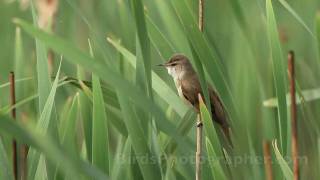 Тръстиково шаварче  Great Reedwarbler [upl. by Koenraad921]