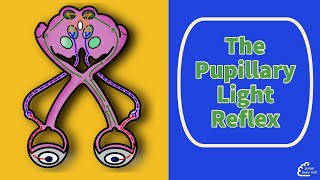 The Pupillary Light Reflex [upl. by Atiraj]