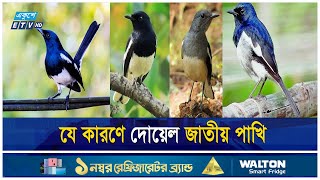 বাংলাদেশের জাতীয় পাখি দোয়েলের পরিচিতি বৈশিষ্ট্য স্বভাব  ETV Lifestyle [upl. by Ifok]