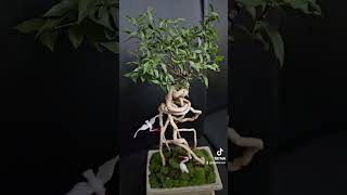 Bonsai Malpighia Glabra  with beautiful twisted roots  mit schönen gedrehten Wurzeln [upl. by Nassir]