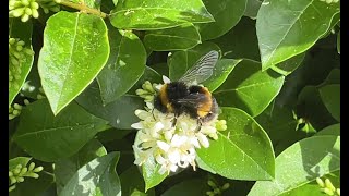 Bumblebee pollinating flower [upl. by Stacey]