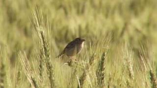 Grasshopper Sparrow song [upl. by Otero]