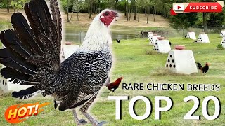 Top 20 Rare Chicken Breeds You Wont Believe Exist [upl. by Ayhtin]