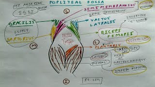 Popliteal fossa  1  TCML [upl. by Raamaj]