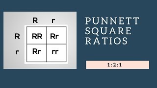 Genotypic Ratios and Phenotypic Ratios for Punnett Squares [upl. by Assyral]