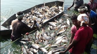 PANGASIUS FISH LIVE CATCHING AT POND [upl. by Grew]