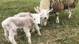 North Country Cheviot twin ewe lambs born 4 hours earlier out on pasture with their mother [upl. by Blood706]