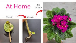 how to grow African Violet at home Six months update [upl. by Sankaran]