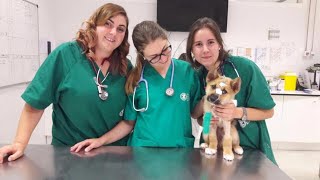 Hospital Veterinario UCV [upl. by Minette]