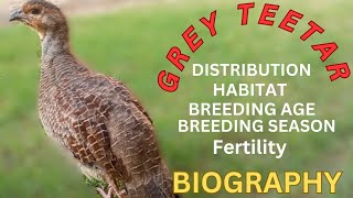 Information Teetar breeding age  teetar breeding season  teetar biography birds birdslover [upl. by Olivann441]