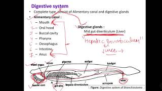 9 Branchiostoma digestive system [upl. by Savil67]