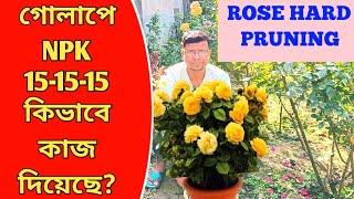 গোলাপ গাছে NPK 151515 কেমন কাজ করছেপ্রুনিং করার পরে কি খাবার দিবেন জেনে নিন [upl. by Rehpretsirhc756]