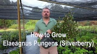 How to grow Elaeagnus Pungens Silverberry with a detailed description [upl. by Thapa]