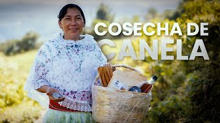 ¿Cómo se Cosecha la CANELA Zozocolco Veracruz  Documental [upl. by Welcher]