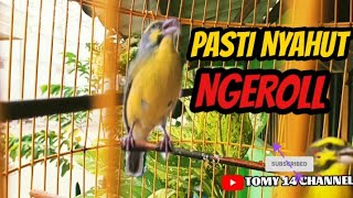 Burung Mozambik GACOR NGEROL PANJANG  Cocok buat masteran [upl. by Eelah]