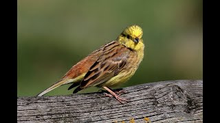 Goldammer mit seinem Gesang vogelgesang [upl. by Ellimac]