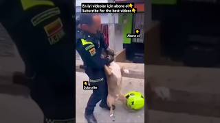 PITBULL VS POLICE doglover dog dogs dogshorts animals animal pets pet shorts short puppy [upl. by Afinom]